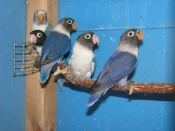 Agapornis škraboškový